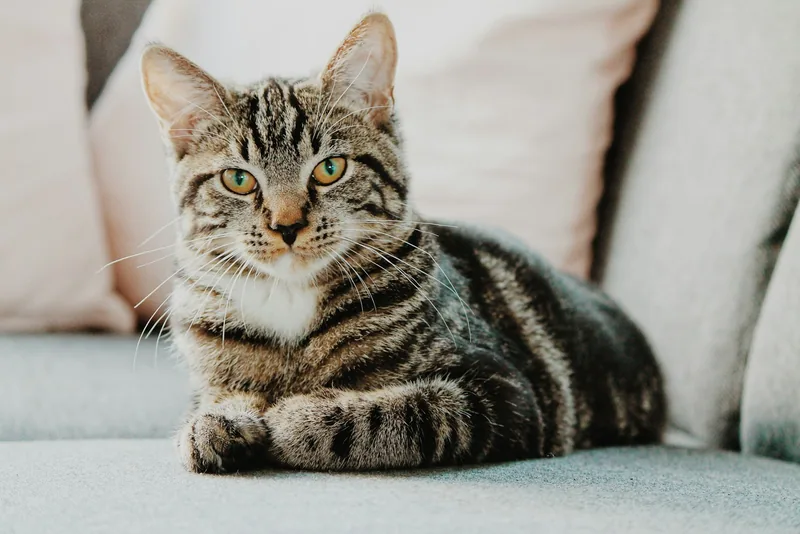 グレーのねこ、あんこ