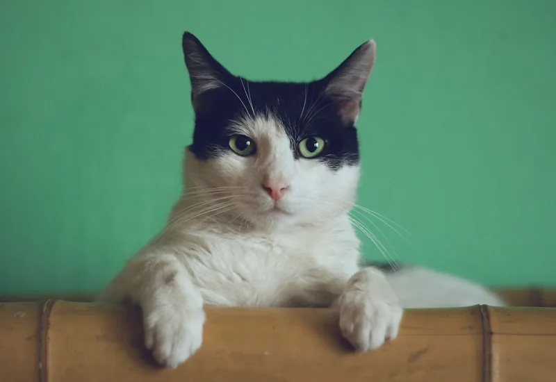 茶トラねこ、だいず