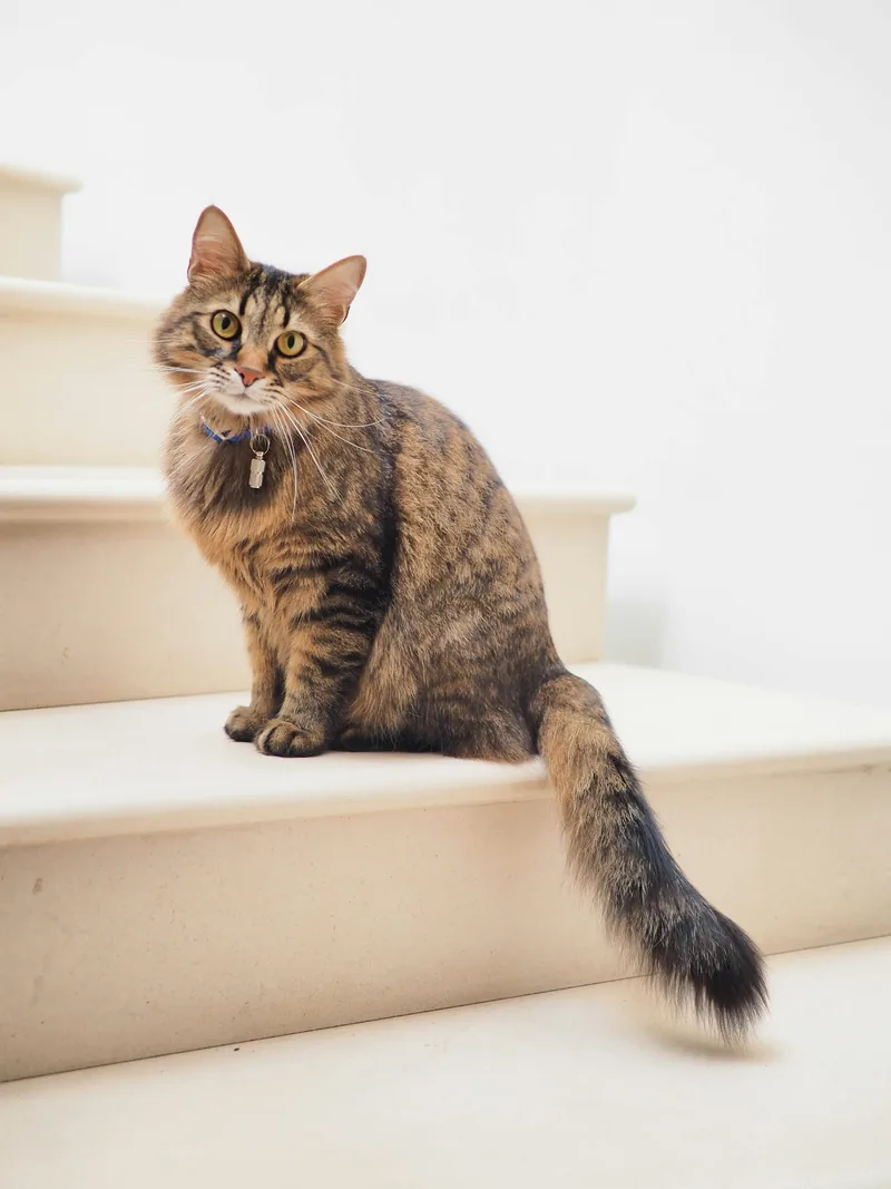 窓辺でくつろぐねこ